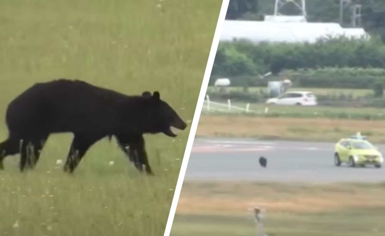 Niedźwiedź biegał po pasie startowym. Japońskie lotnisko sparaliżowane