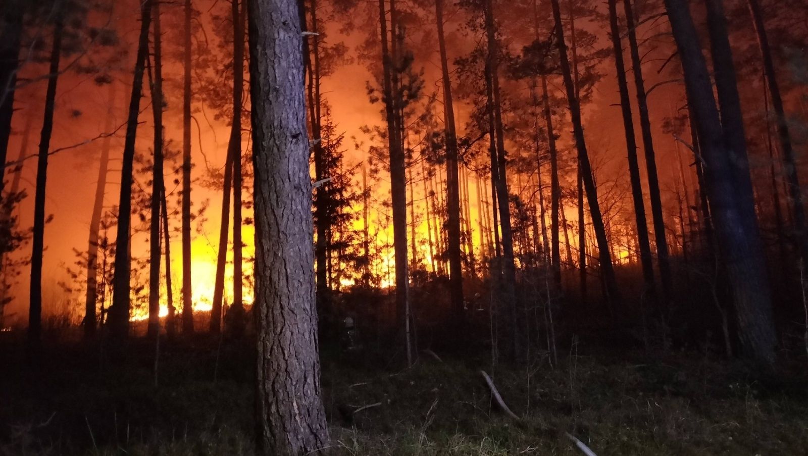 Kampinos wprowadza zakaz i alarmuje. "Wilgotność ściółki poniżej 10 proc."