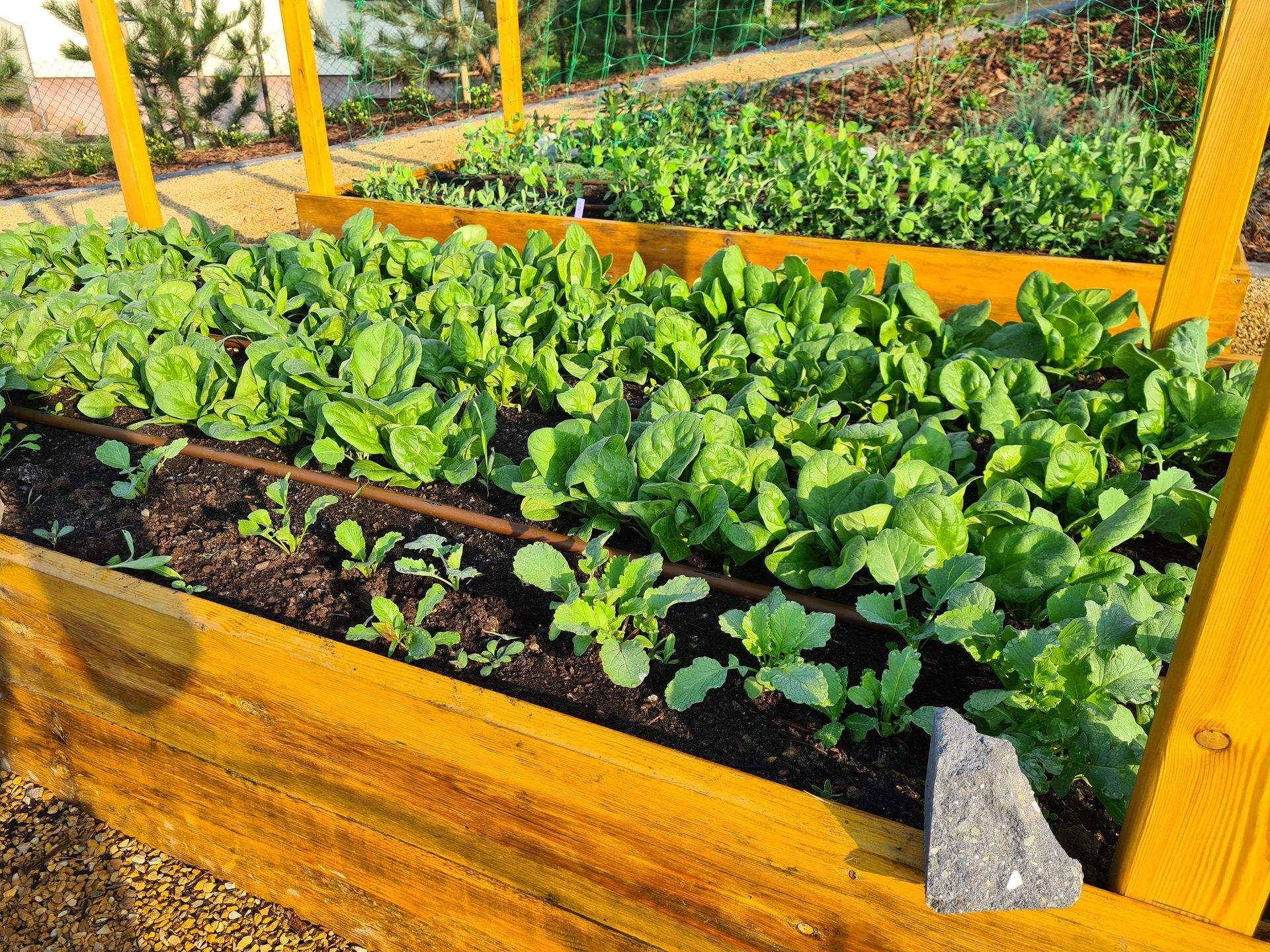 Zasiej jeszcze w sierpniu. Jesienią zbierzesz plony