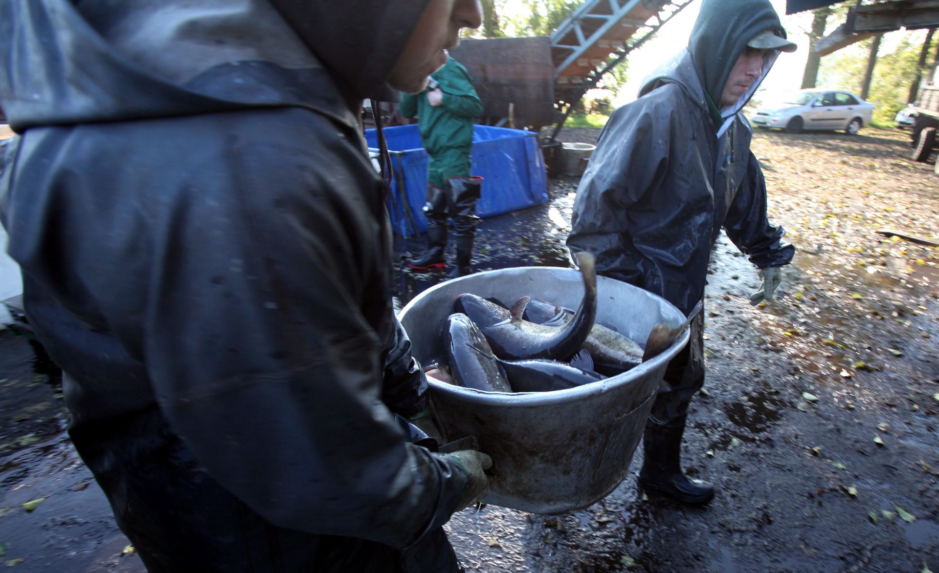 Hodują karpie od 800 lat. Mówią, jakich ryb szukają dzisiaj Polacy
