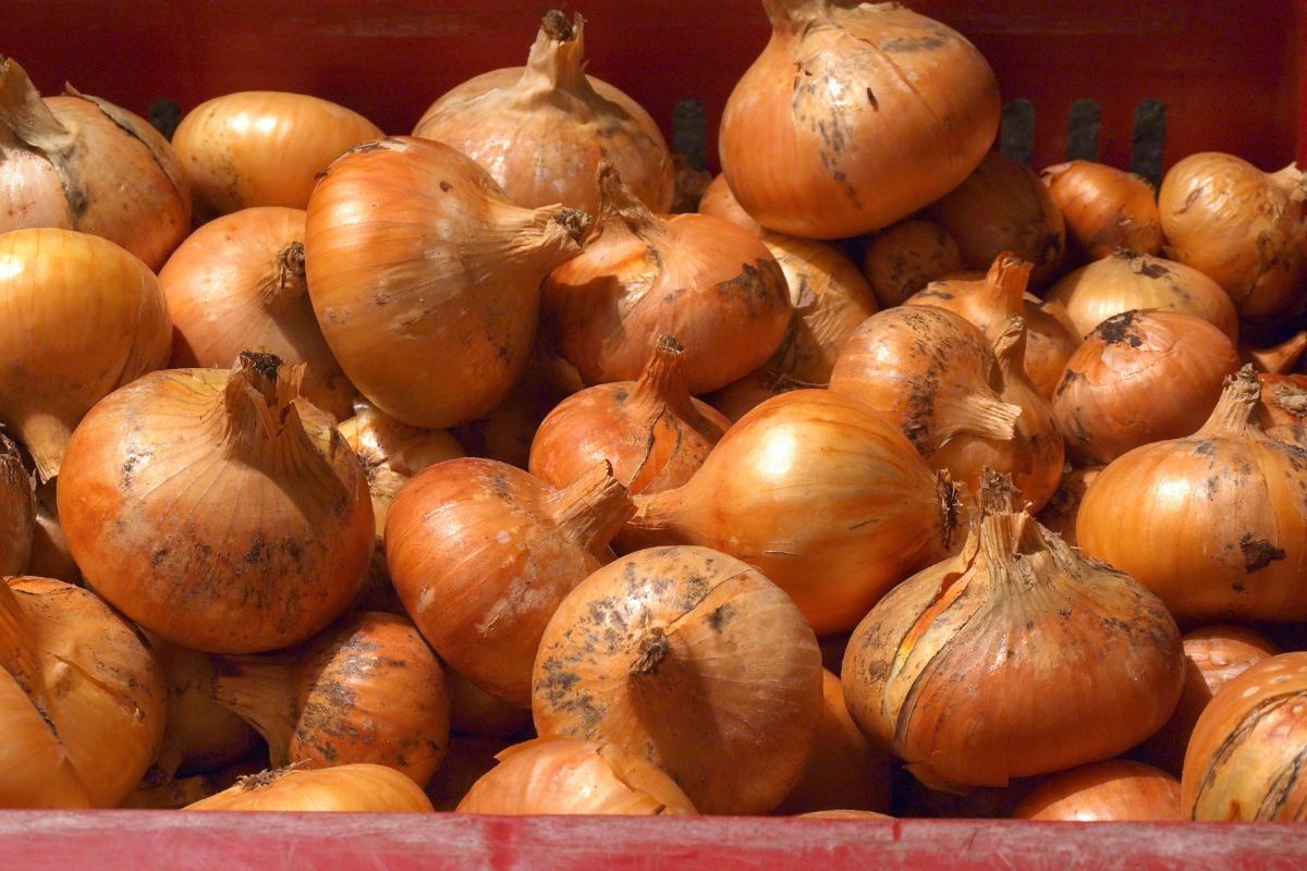 Moja ciocia tak przechowuje cebulę. Nigdy nie gnije i zachowuje swoje adekwatności