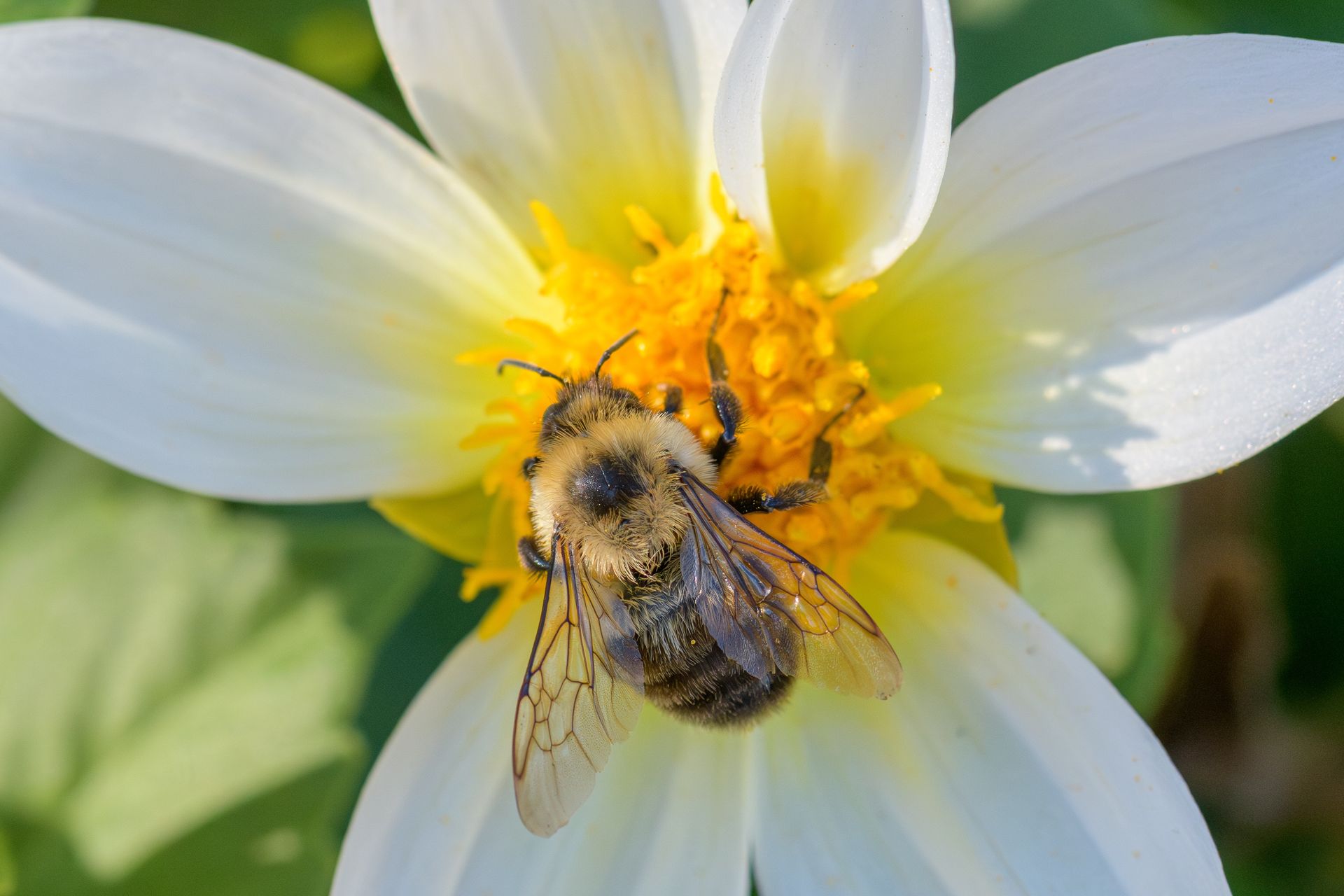 Chcą z niego robić papier i gąbki. Produkują go kwiaty