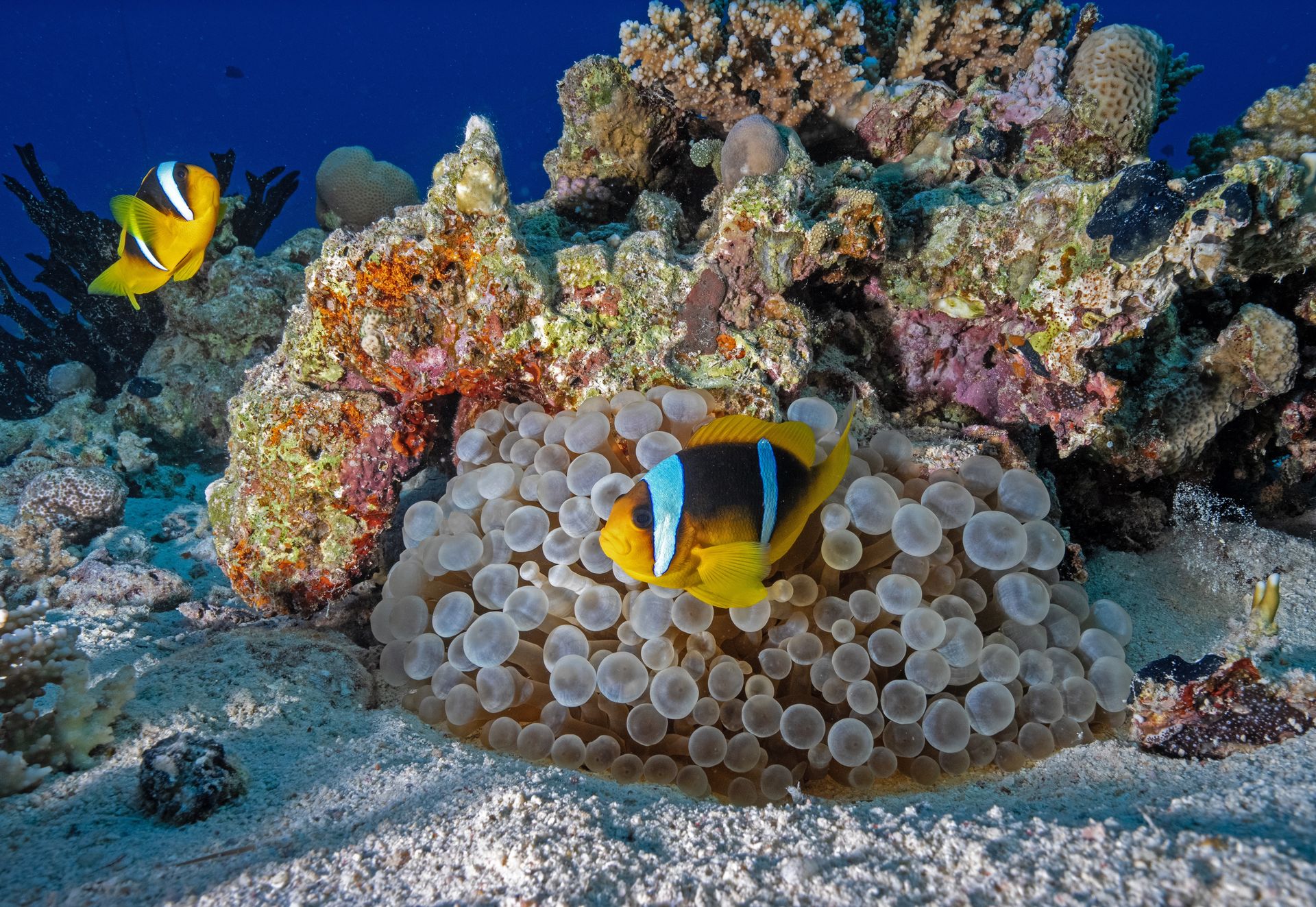 Gdzie jest Nemo? Już nie w swoim bezpiecznym schronieniu