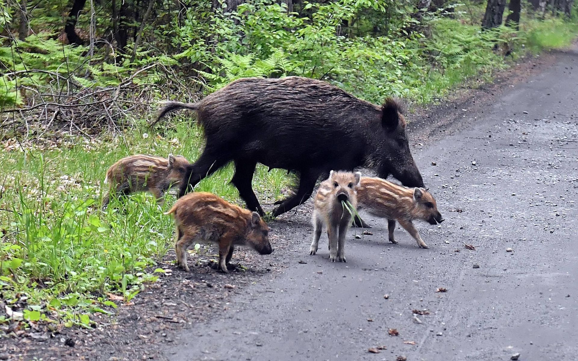 Nowe przypadki ASF. Odstrzał dzików w powiecie piotrkowskim
