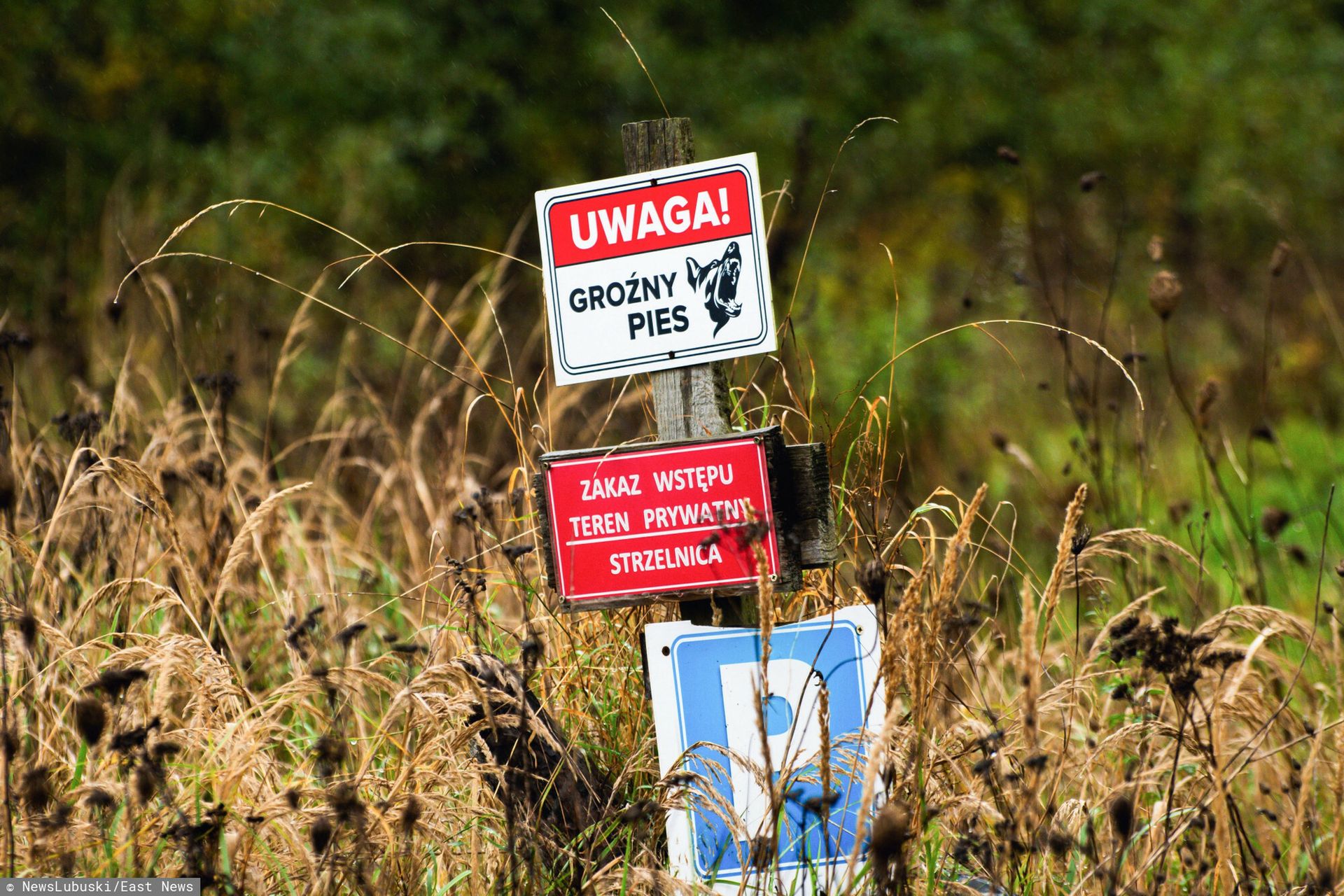 Atak psów pod Zieloną Górą. Właściciel nie przyznał się do winy