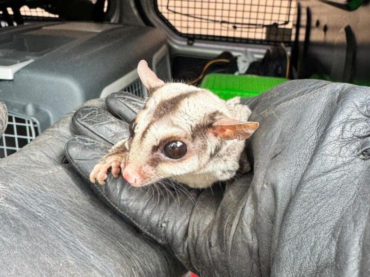 Egzotyczny ssak na warszawskim osiedlu. Lotopałanka łasiła się do ludzi