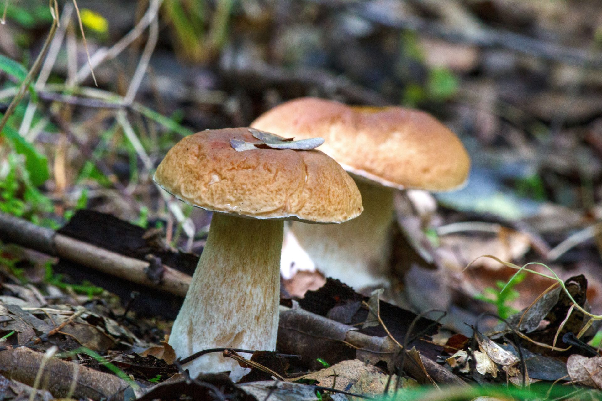Postukaj w kapelusz grzyba przed jego zerwaniem. Tylko najlepsi grzybiarze znają ten trik
