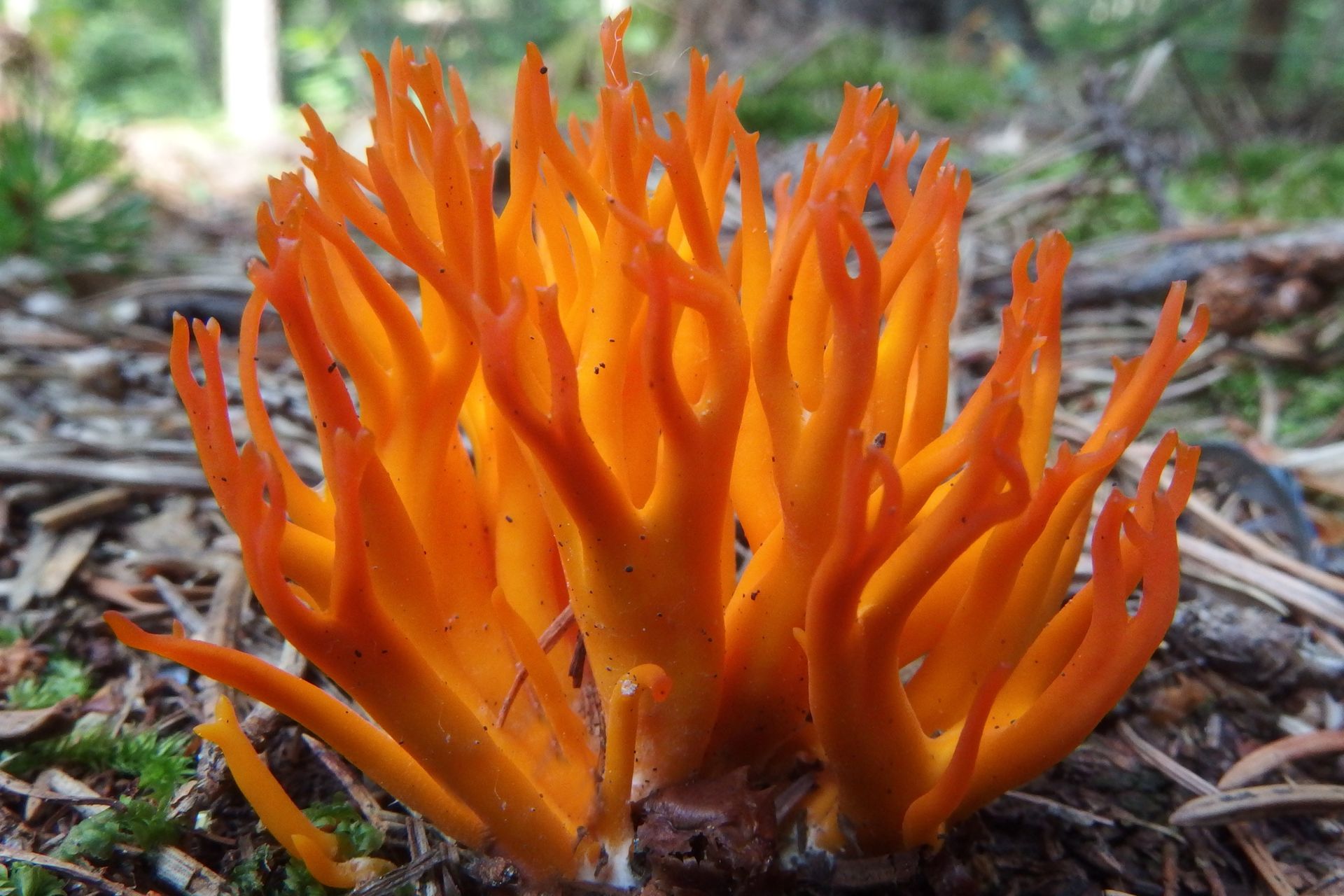 Sezon trwa w najlepsze. Najpiękniejszy grzyb jest jadalny, ale mało kto o tym w ogóle wie