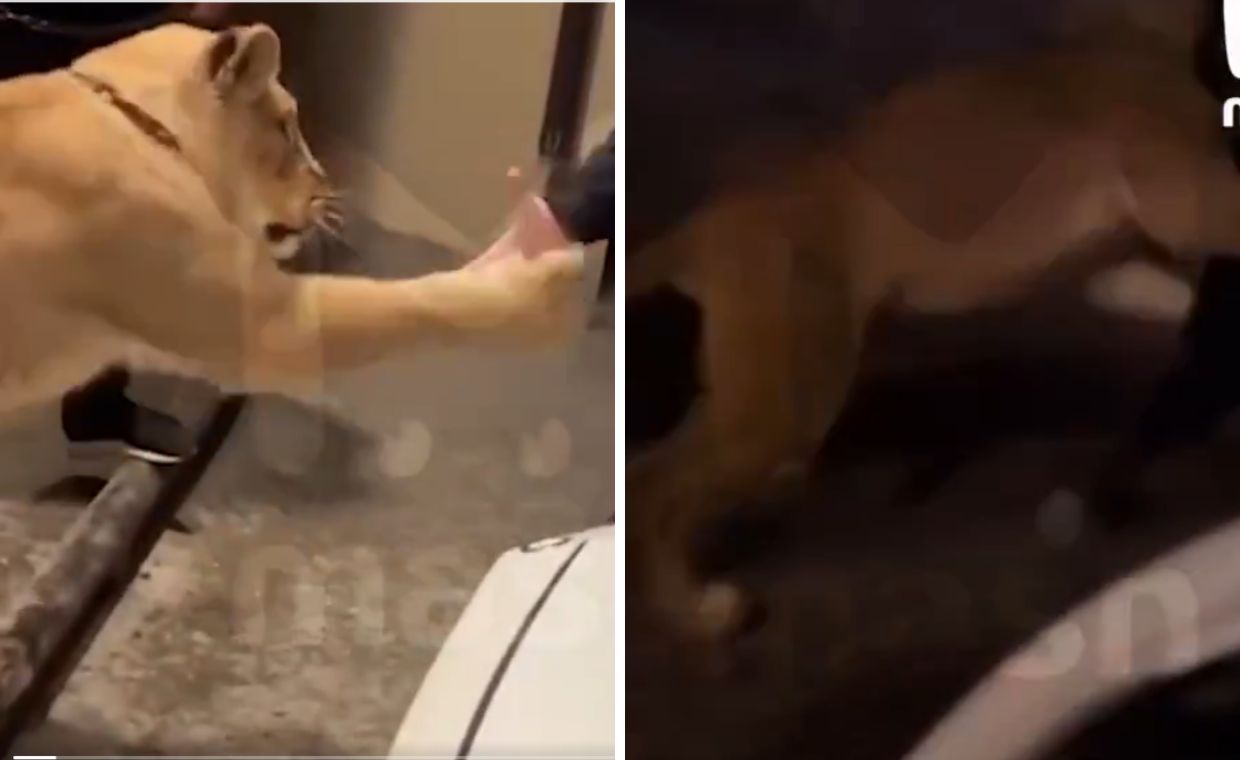 W Machaczkale lew zaatakował przechodnia. Zabawa potoczyła się źle