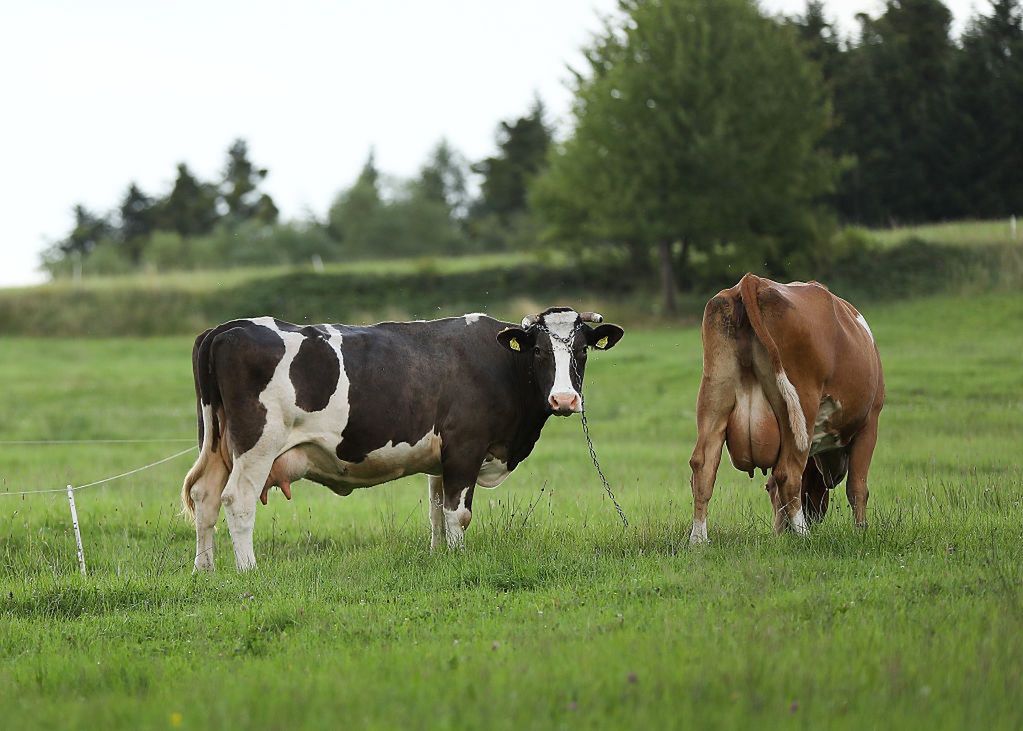 Oszukiwali "na krowę mleczną". Przekręt na ponad 8 mln zł