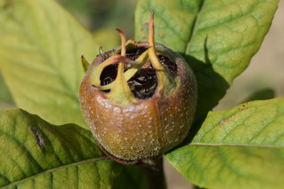 Babcia zawsze zbierała jesienią. Ten zapomniany owoc stał się hitem w mojej kuchni