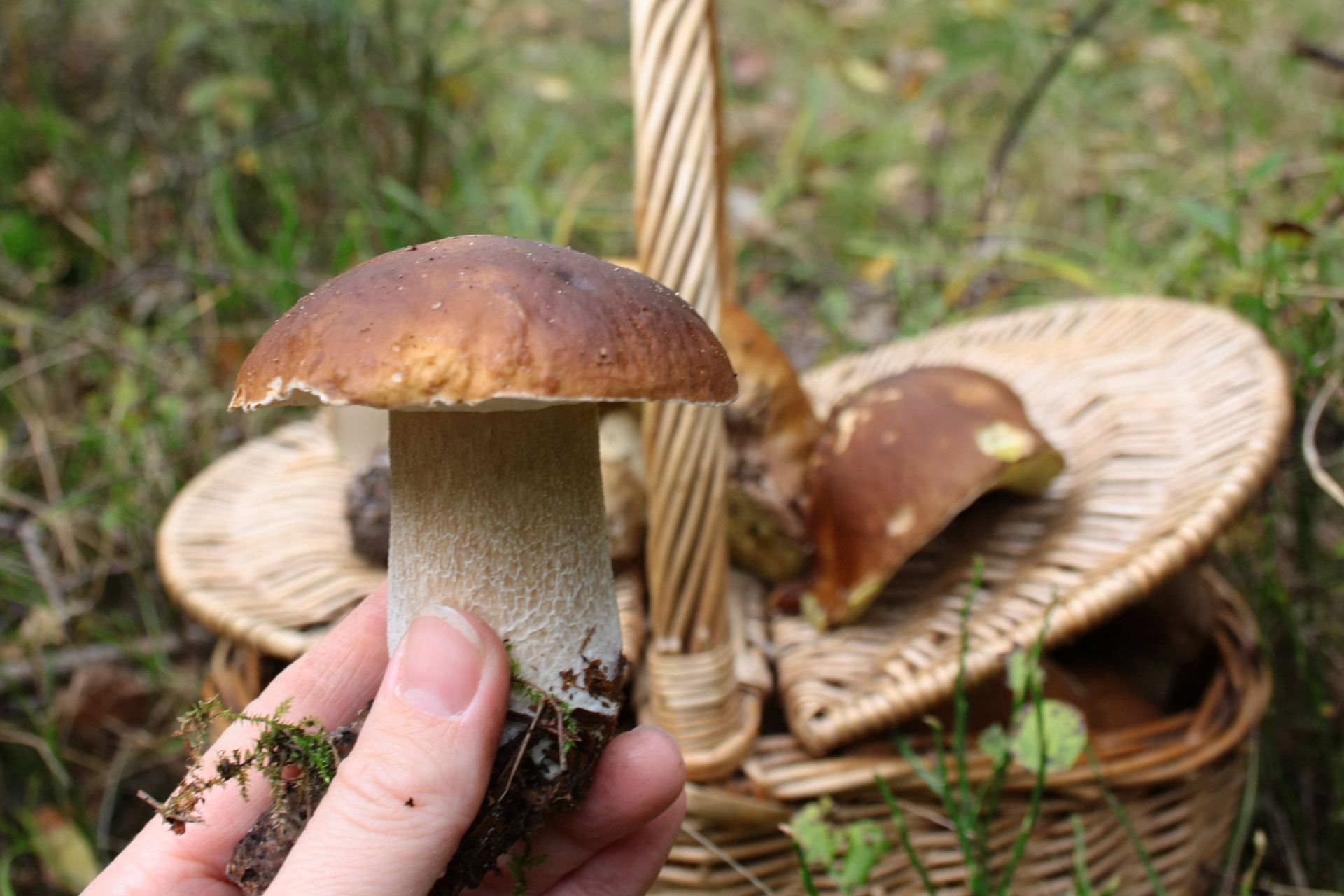 Pojawiły się pierwsze borowiki. Po deszczach wysyp grzybów w niektórych częściach Polski