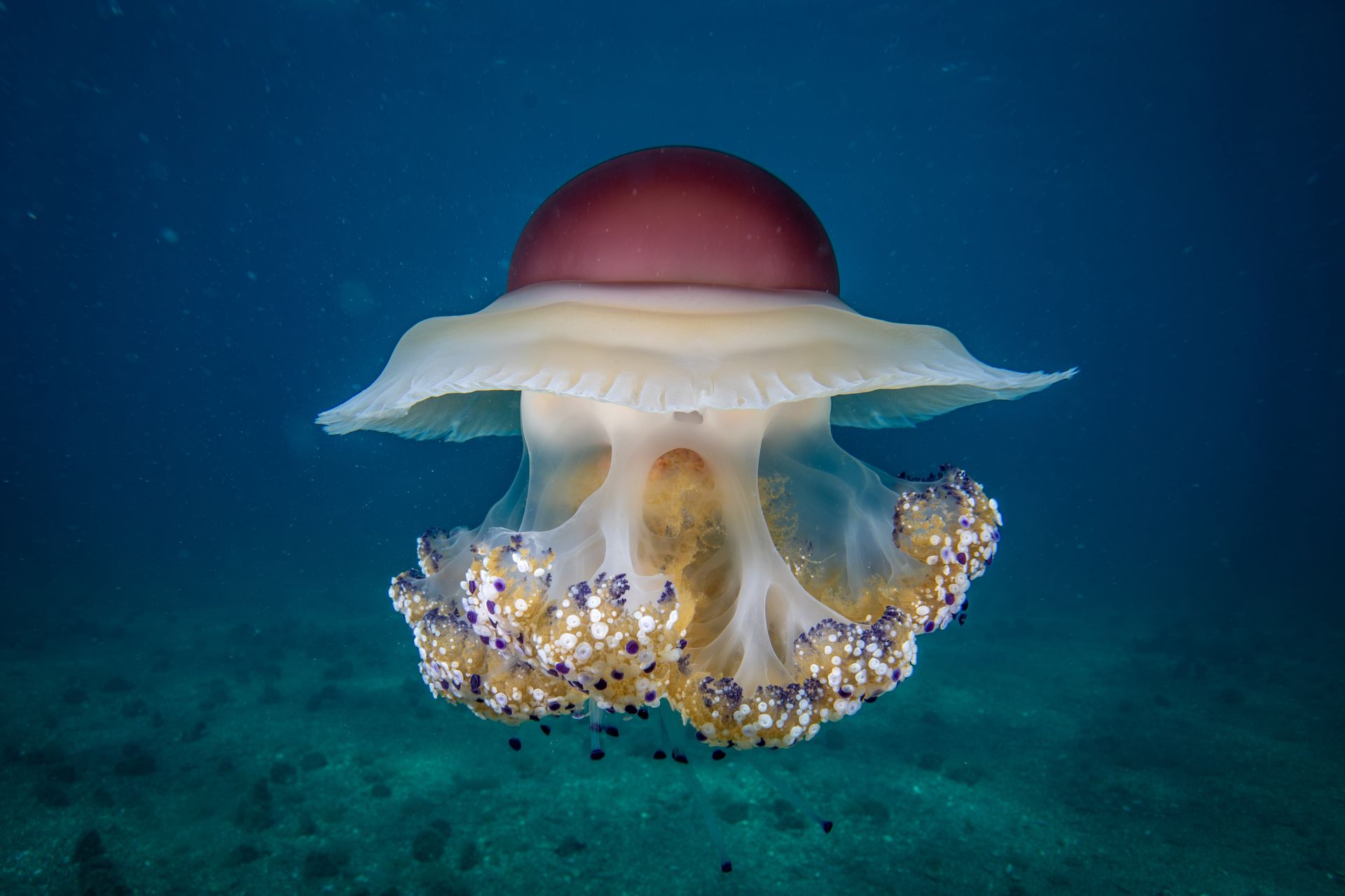 Nie mają mózgu. Ale czy myślą?