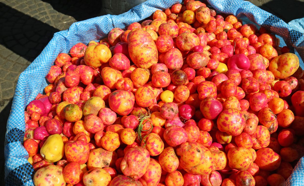 Ulluco i inne egzotyki na polskich działkach. Nietypowe warzywa coraz popularniejsze