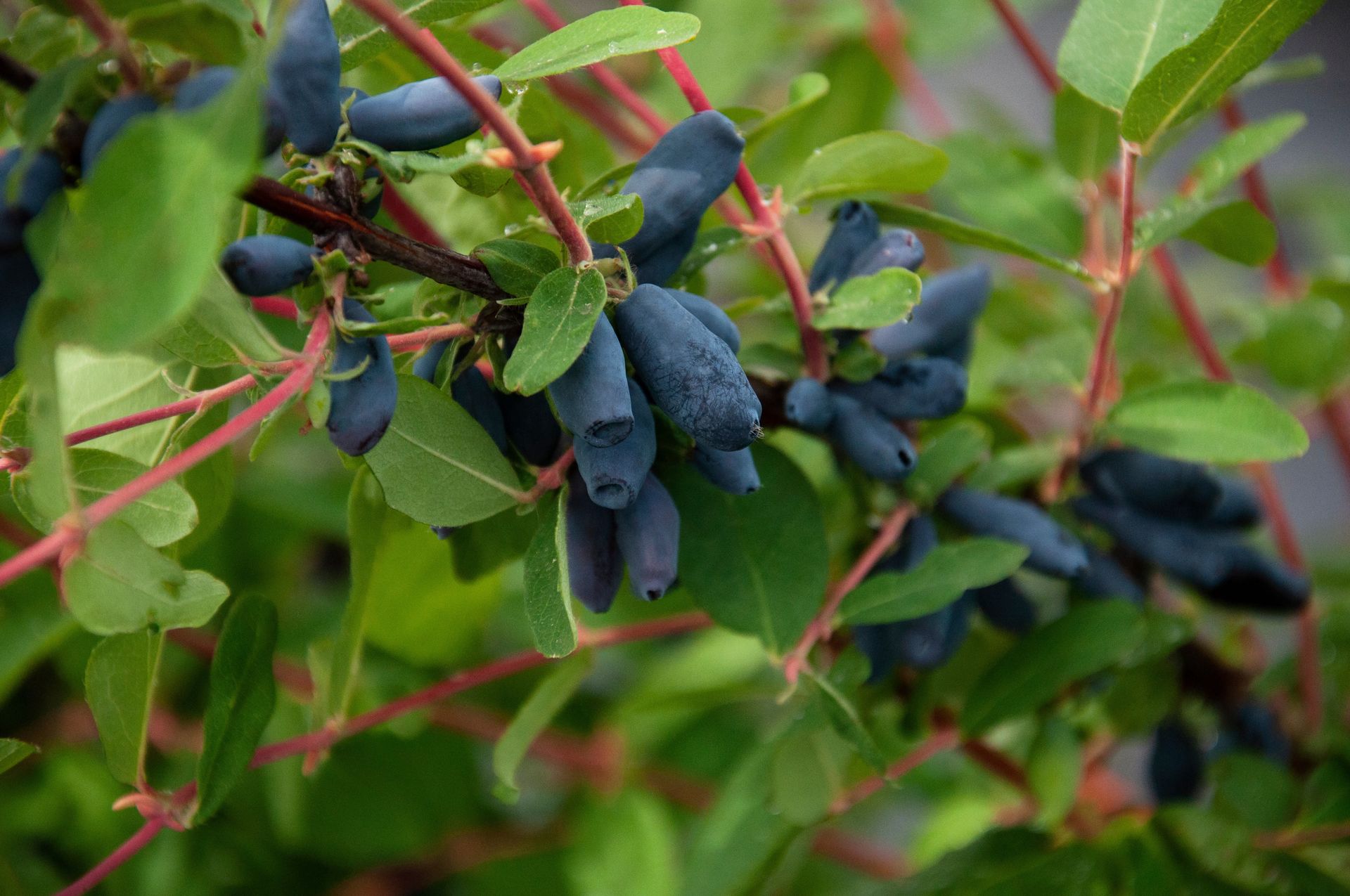 Mało kto wie i docenia. Jeden z najzdrowszych owoców na świecie rośnie w Polsce
