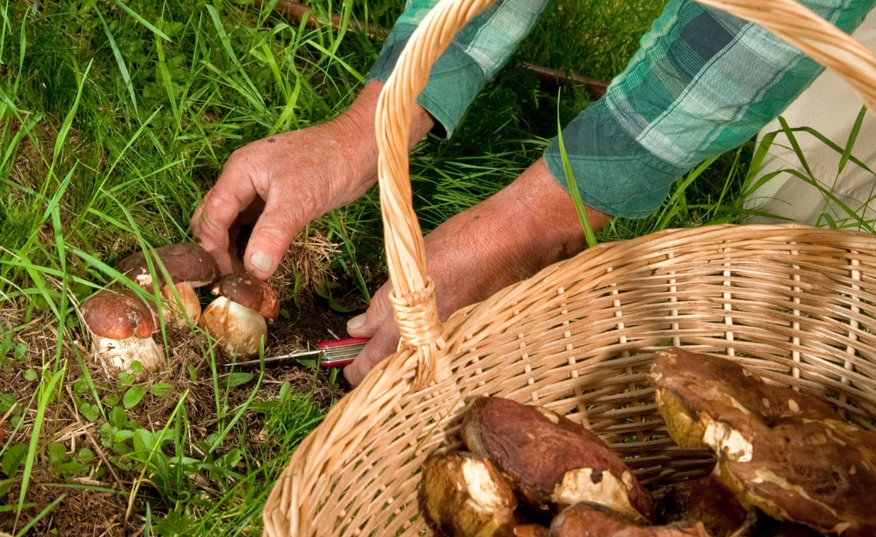 Pogoda sprzyja zbiorom grzybów. Na Mazurach prawdziwy wysyp