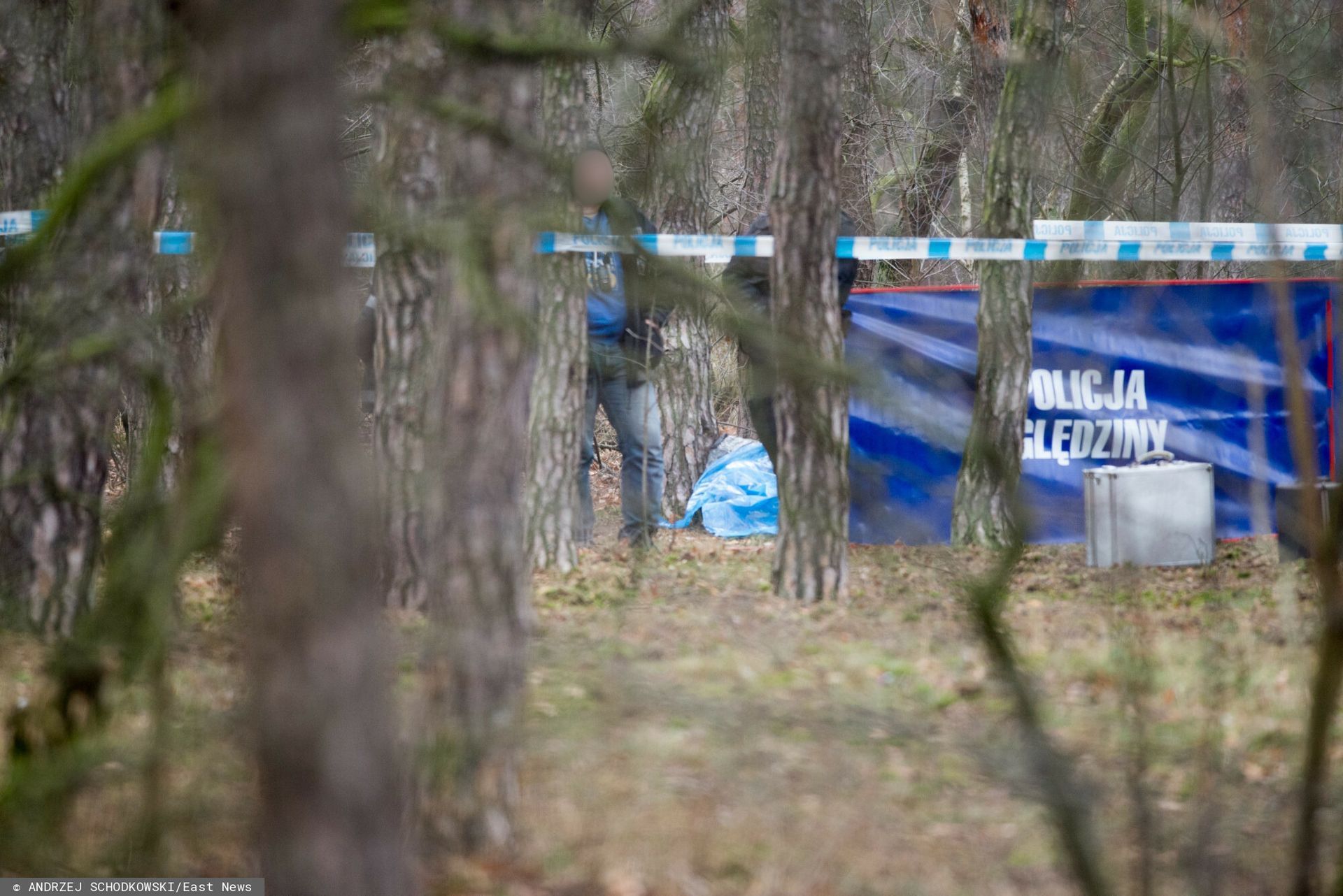 Media: Pocięte zwłoki w kompleksie leśnym. Jest komunikat policji