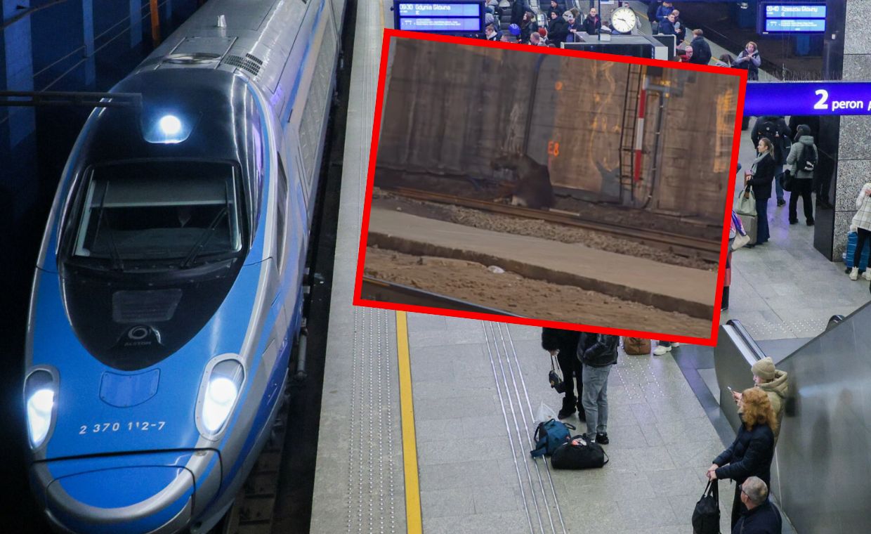Łoś na torach w Warszawie. Poważne utrudnienia