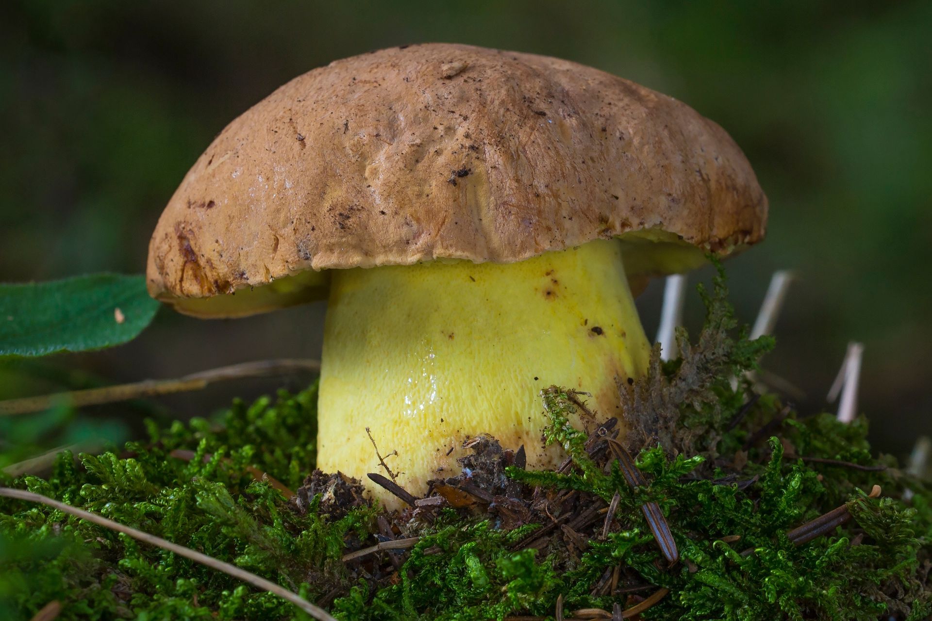 Niemal każdy grzybiarz powie, iż to najlepszy grzyb do suszenia. Pełen smaku i nie ma goryczki