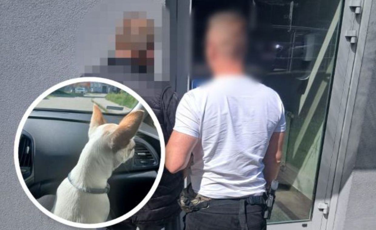 Miał naprawiać dach. Ukradł psa rasy chihuahua