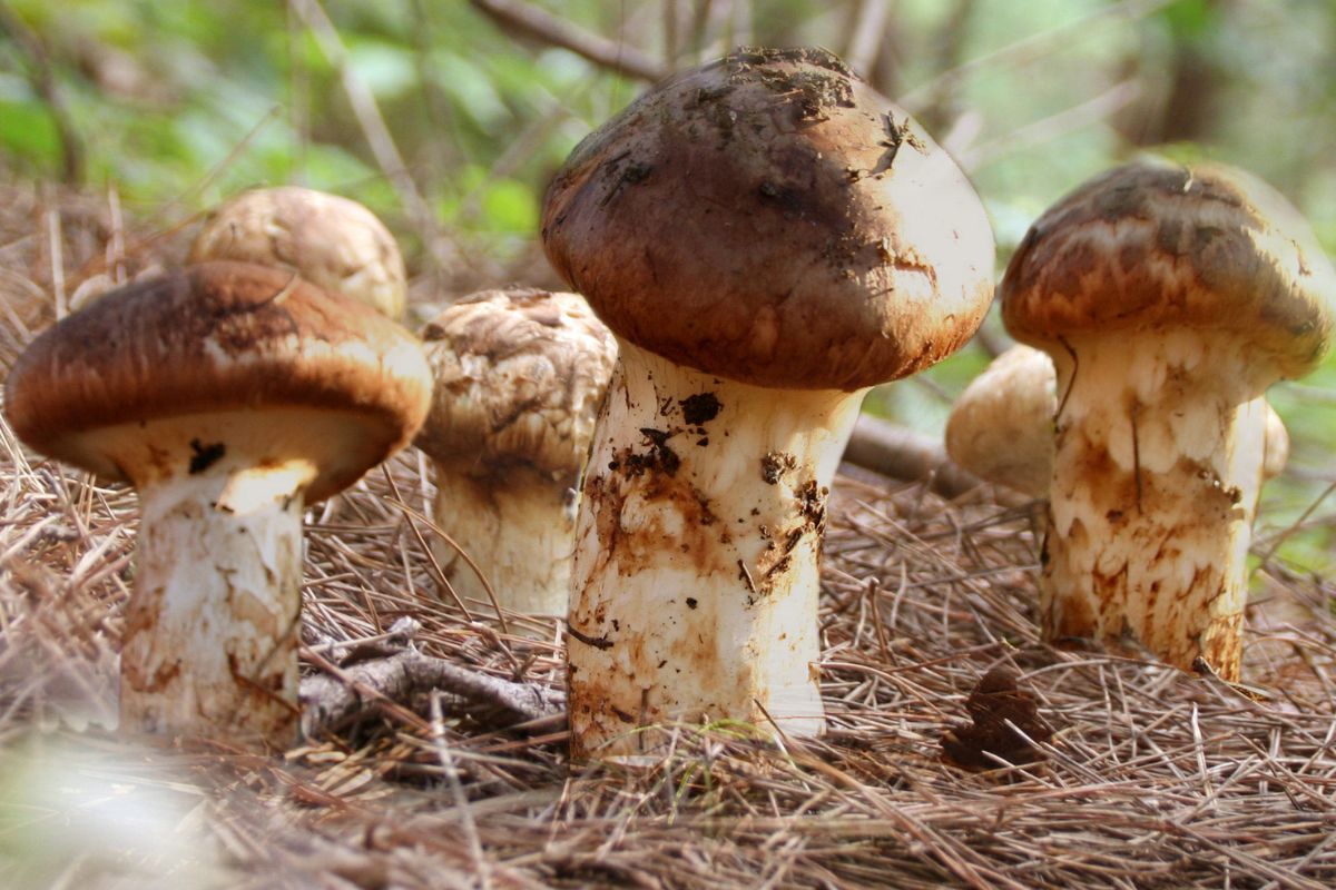 To Święty Graal grzybiarzy. Niepozorny grzyb jest wart fortunę