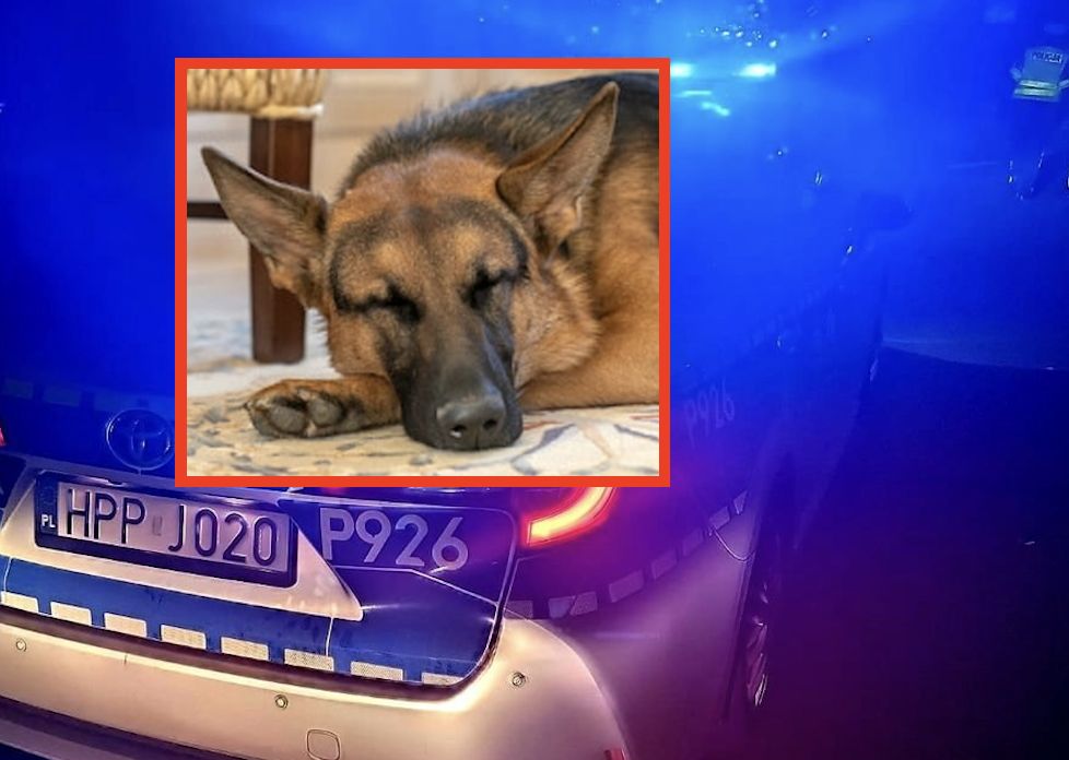 Dwa martwe psy w rzece Szotkówka. Policja prosi o pomoc