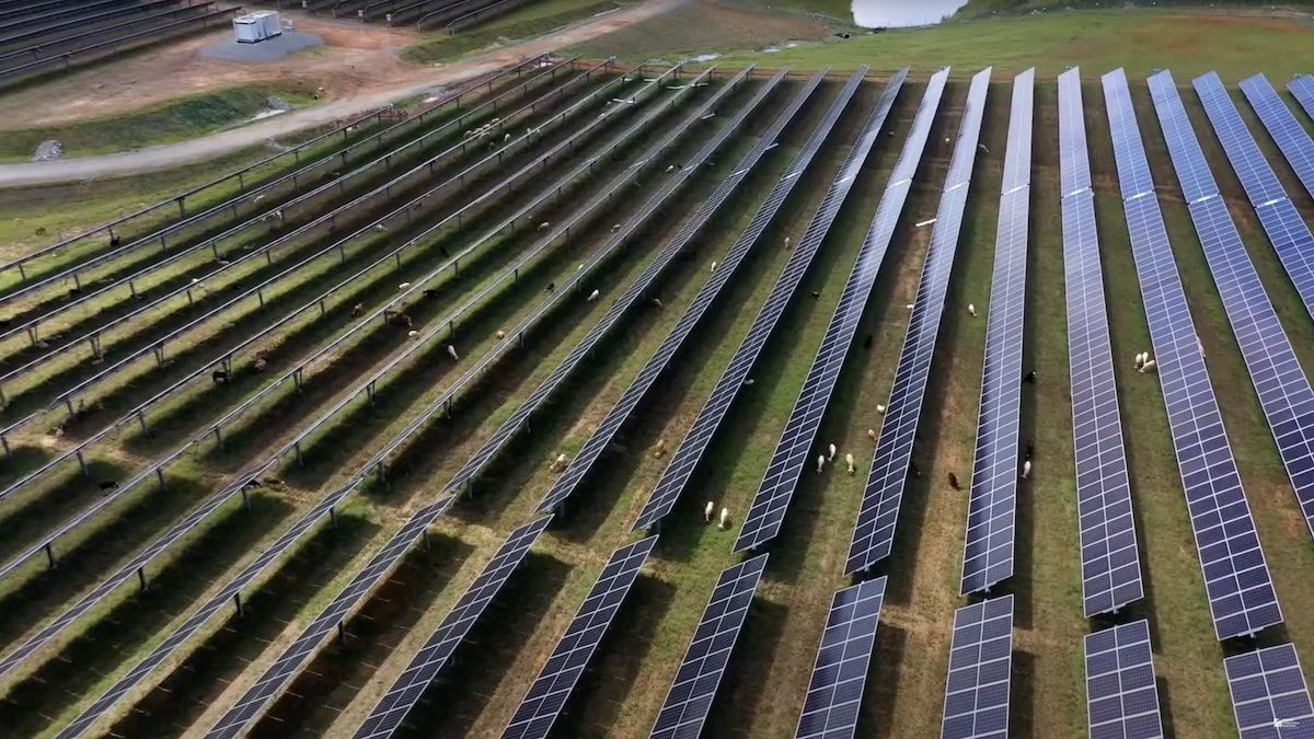 Postawili je koło farmy solarnej w USA. Teraz stanowią "żywą barierę"