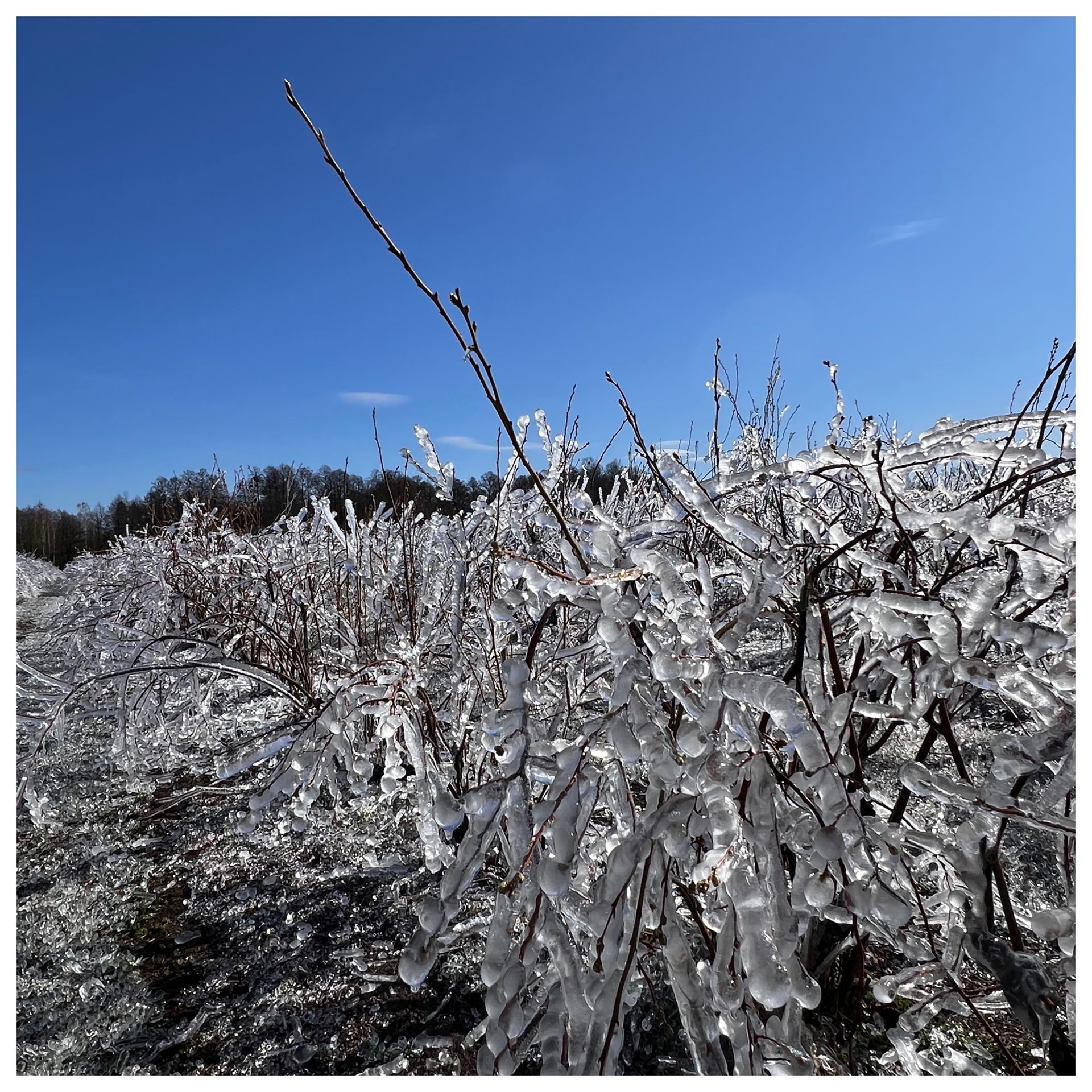 Pomoc po przymrozkach nie trafi do wszystkich sadowników. Oto dlaczego