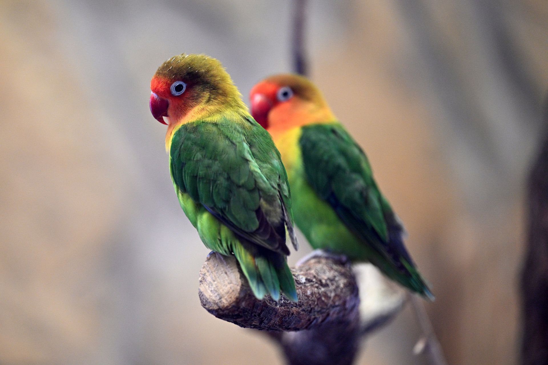 Ekstermalne upały uszczupliły populację ptaków tropikalnych