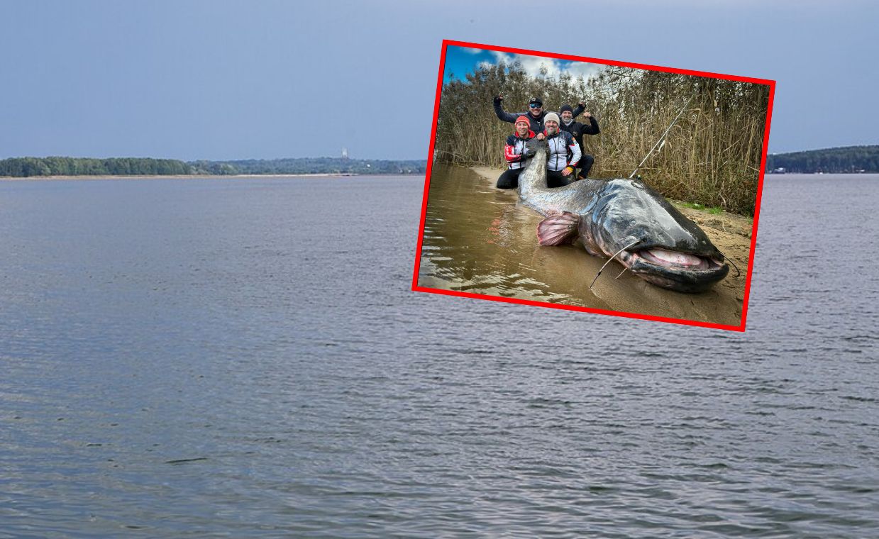 Nowy rekord świata. Sum gigant. Polacy złowili potwora