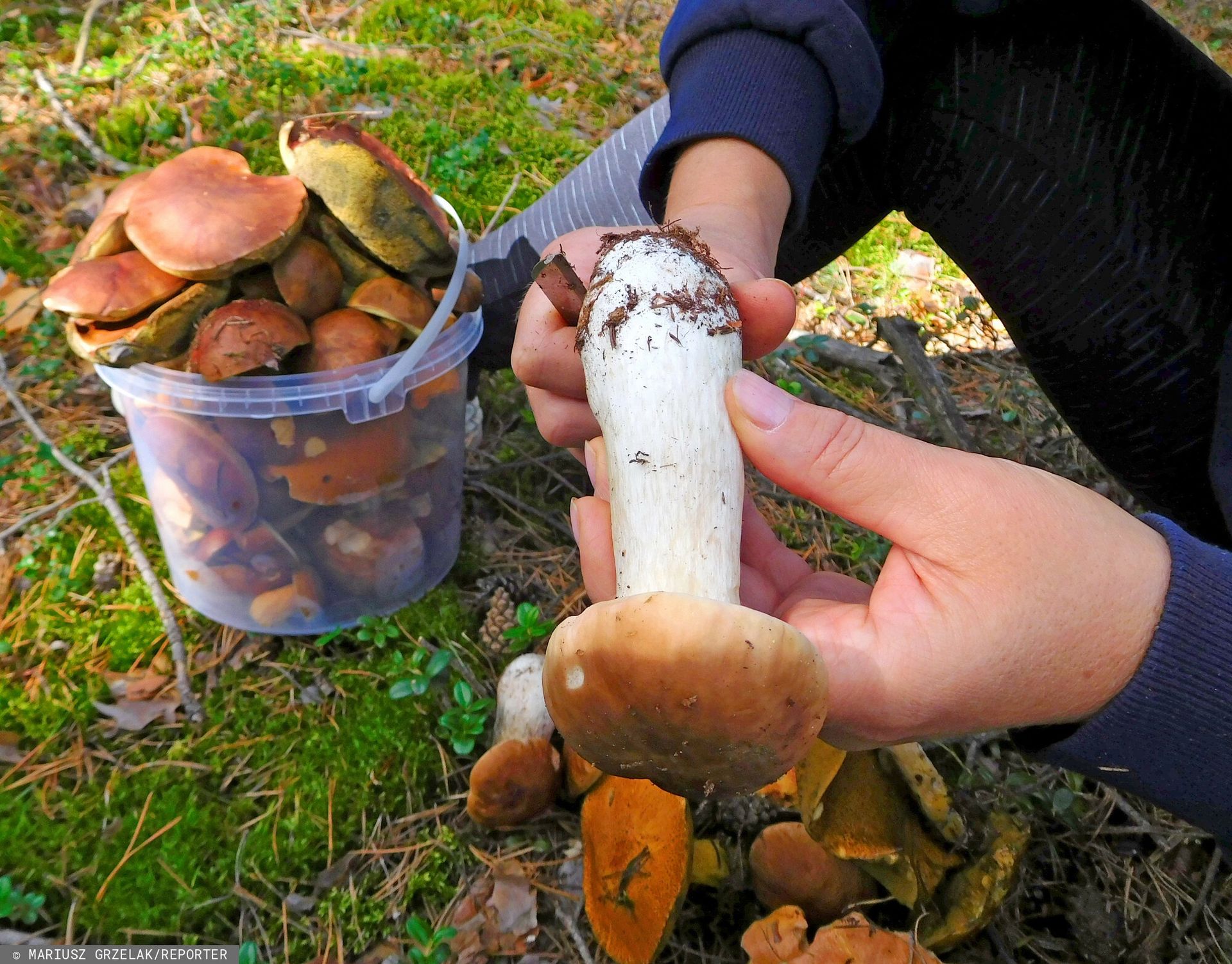 Grzyby z Podlasia zniszczone. Grzybiarka dostrzegła nietypowe ślady