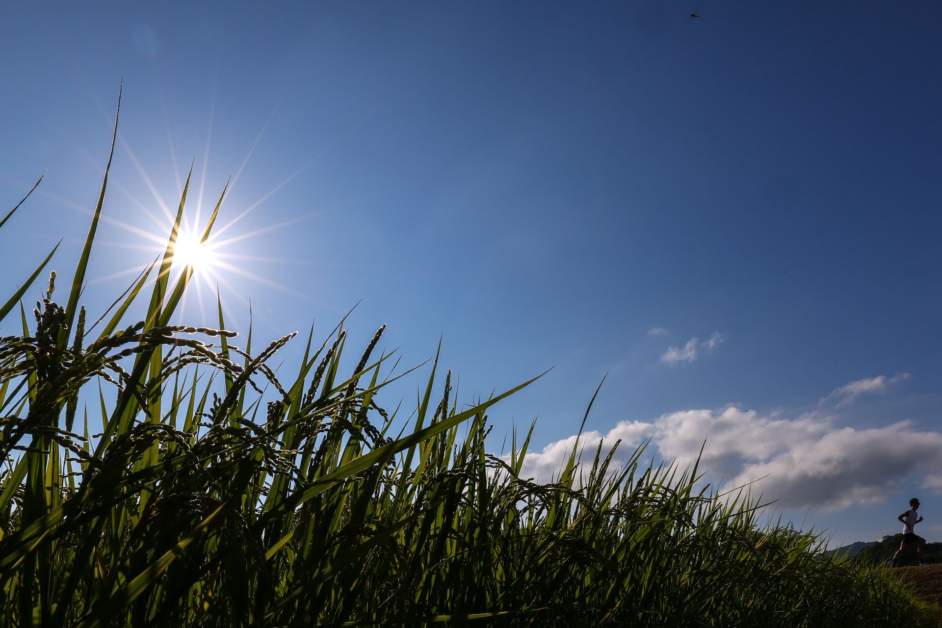 Tak upał wpływa na nasz mózg. Naukowcy ostrzegają