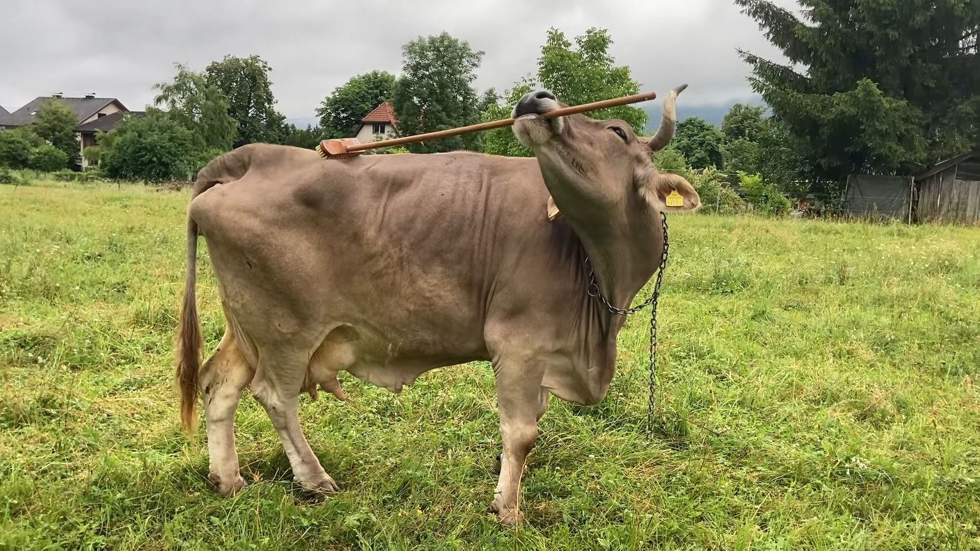 Najmądrzejsza krowa świata. Wykorzystuje miotłę do swoich celów