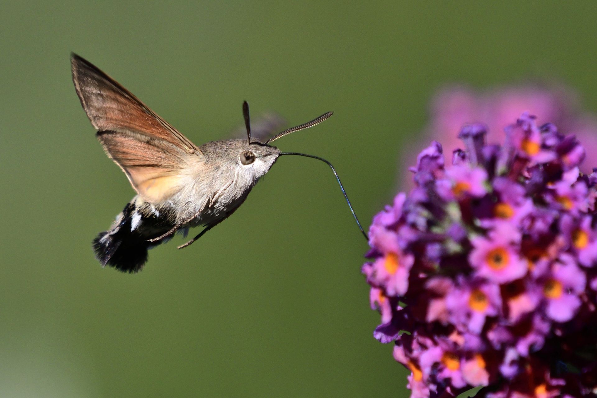 To "polski koliber". Niedawno przyleciał do Polski
