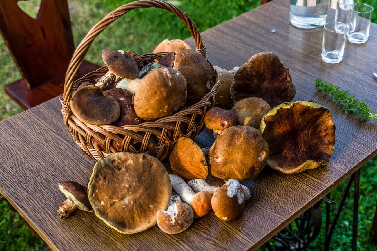 Ceny grzybów poszybowały. Kosztują choćby 90 zł za kilogram