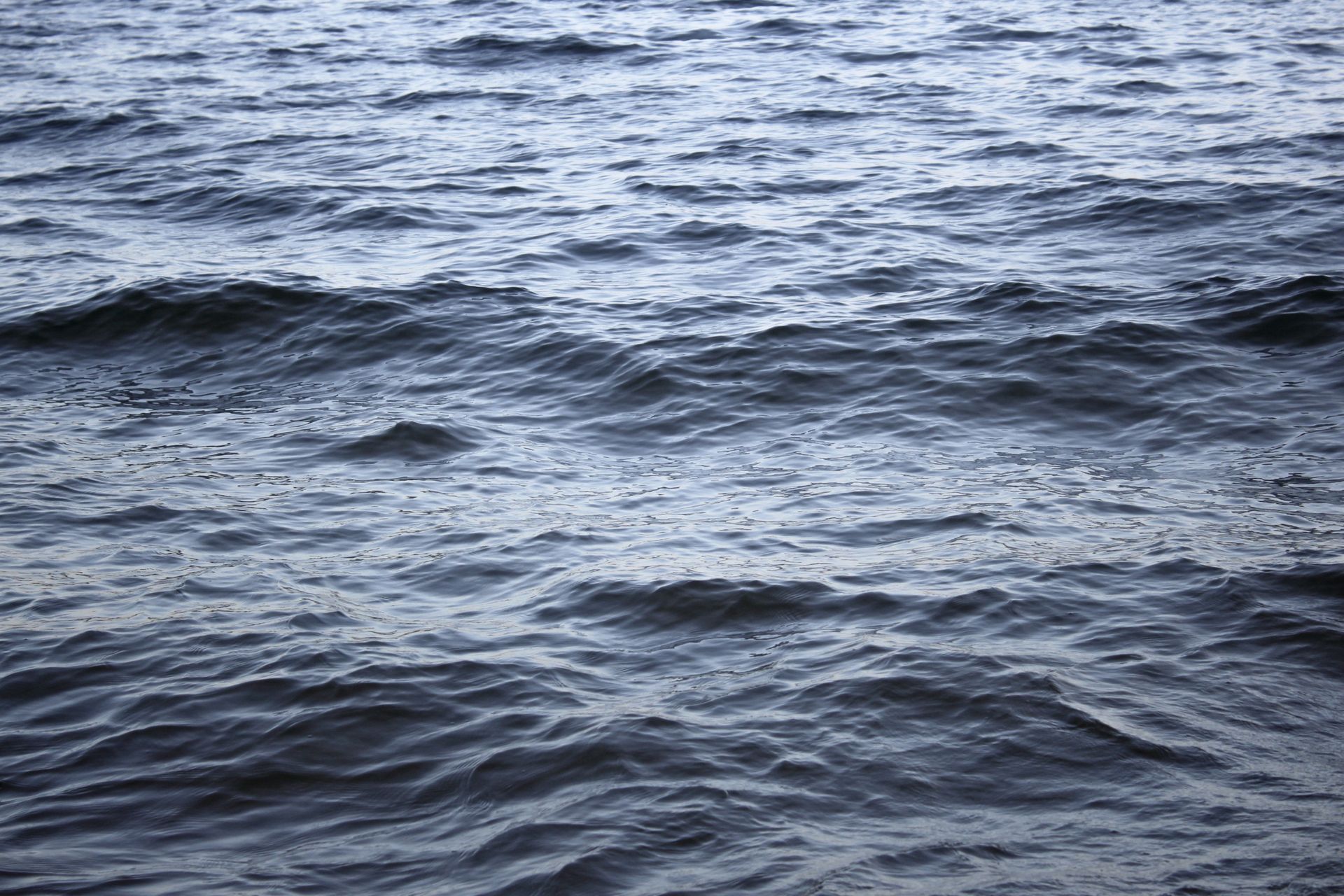 Wyłowili ją z oceanu. Naukowcy badają nieznaną rybę