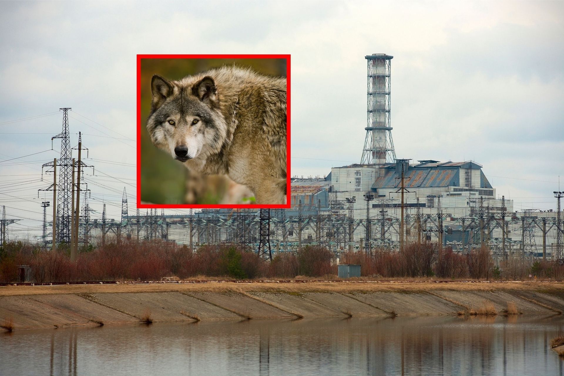 Zbadali wilki z Czarnobyla. Dowiedzieli się czegoś interesującego