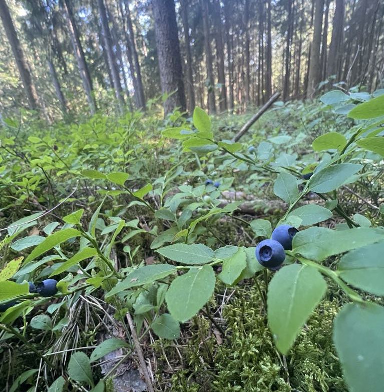 Przekręt na jagodach i maśle. Kobieta straciła tysiące