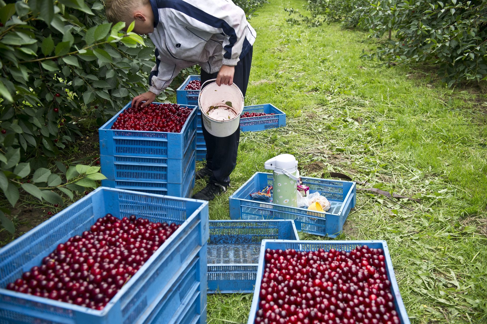 Są królami sadów. Zarabiają pensję minimalną w dwa tygodnie