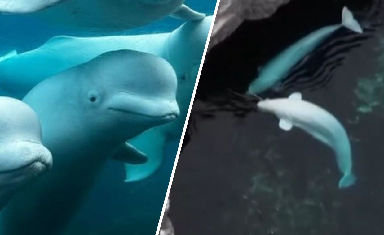 Dramatyczna sytuacja w Marineland. Ssakom grozi śmierć