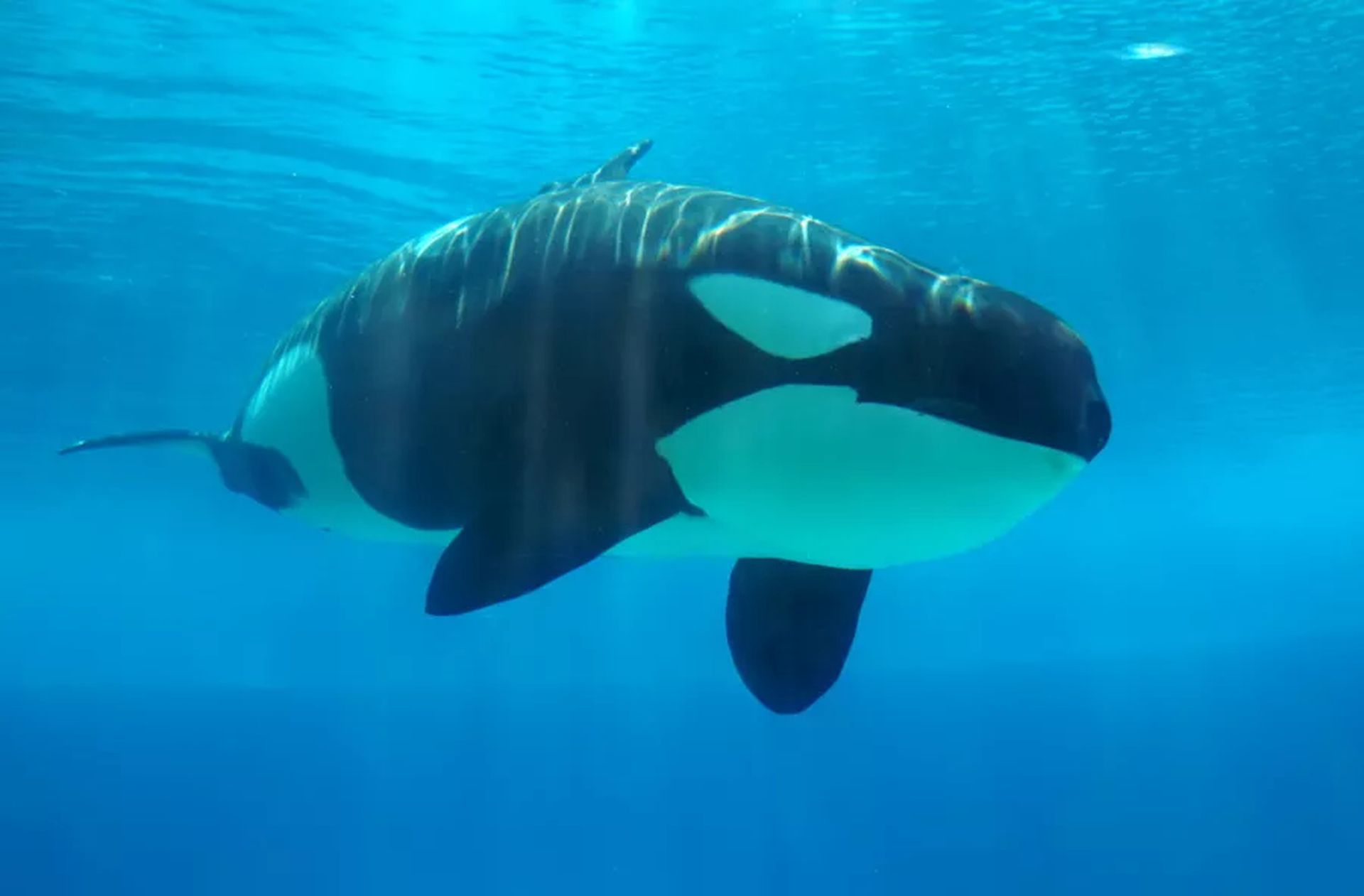 Orki zadziwiają . Dzielą się swoim pożywieniem z ludźmi