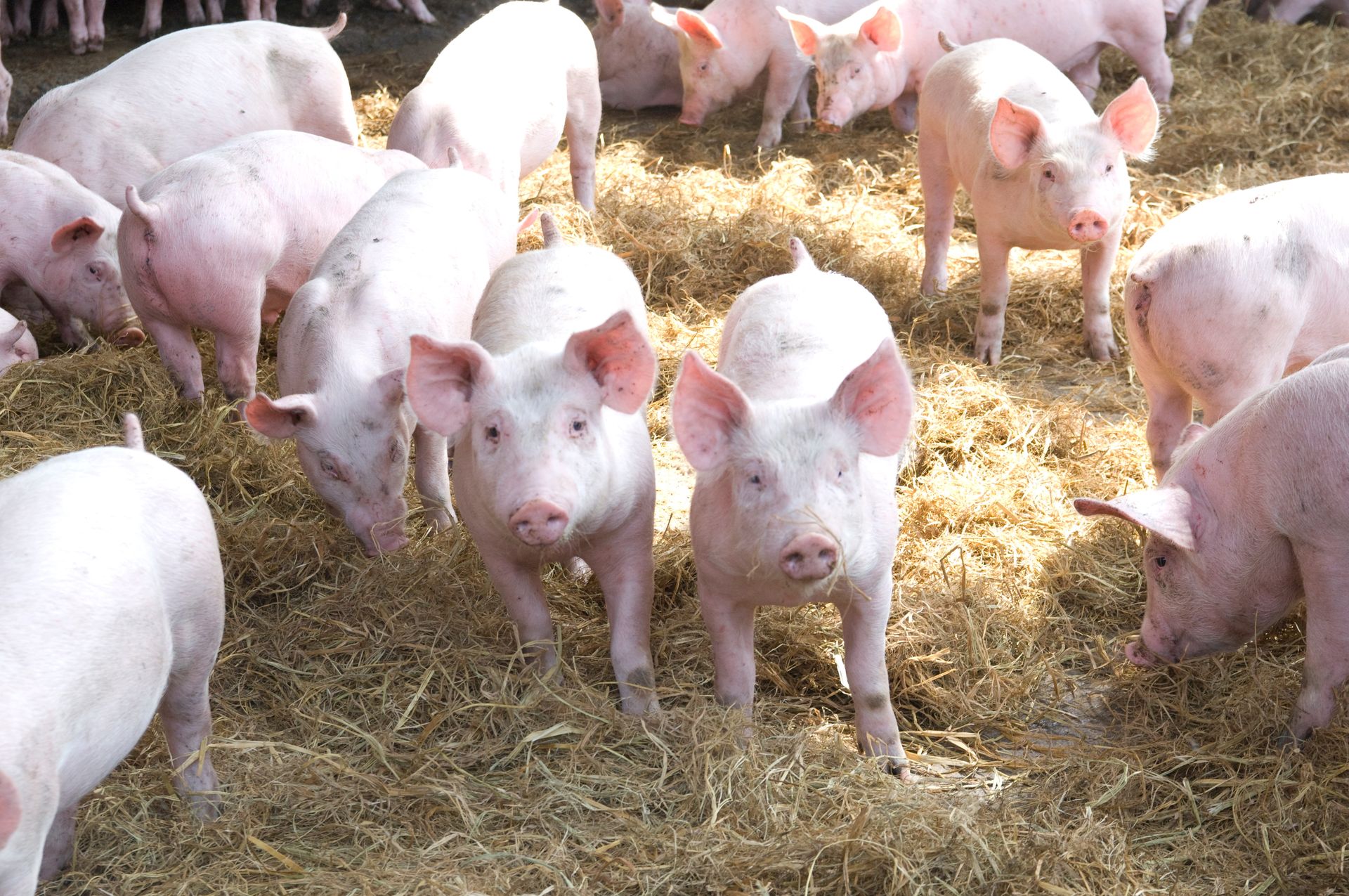 Więzienie za odór świń? Rolnicy dostali kary w zawieszeniu