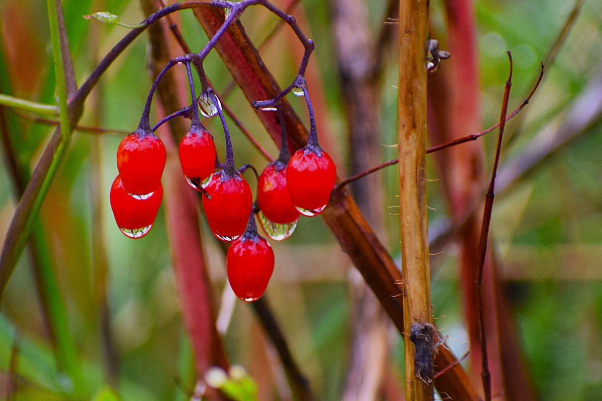 Wyglądają jak małe pomidorki, ale mogą cię otruć. Są szczególnie niebezpieczne dla dzieci
