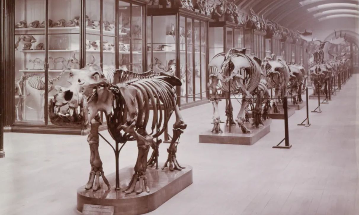 Po ponad 80 latach otwierają zamkniętą salę Muzeum Historii Naturalnej w Londynie