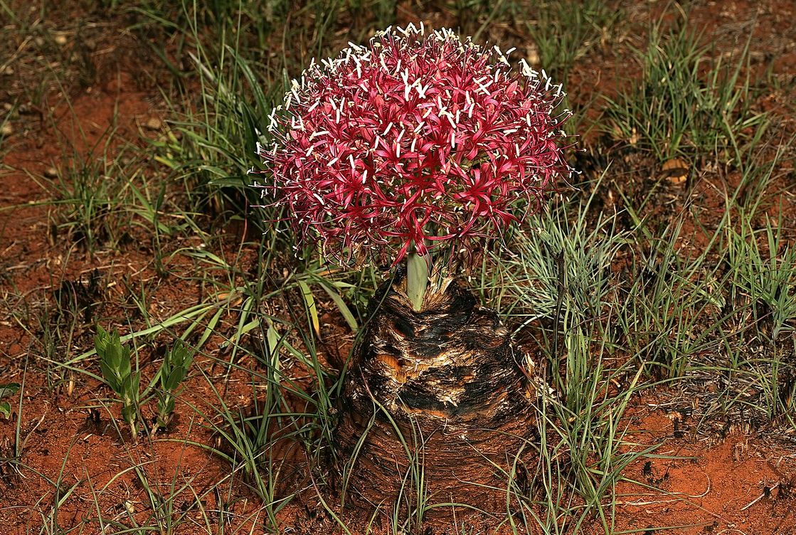 Najstarsze zatrute strzały. Trucizna zabijała powoli