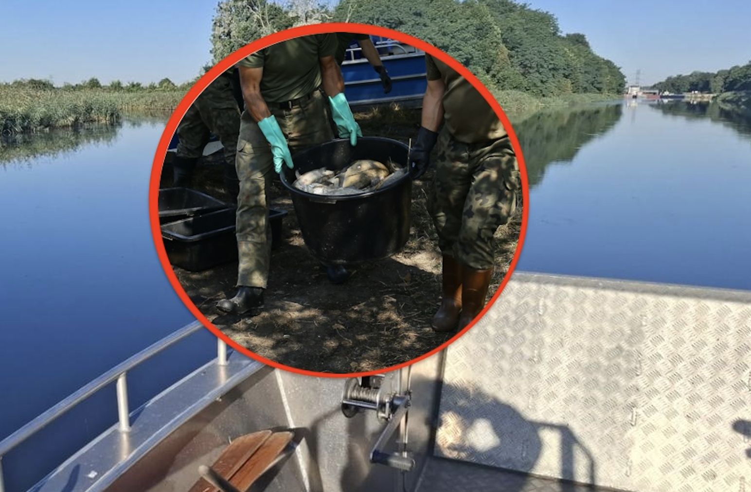 Zaczęło się. Z Kanału Gliwickiego wyłowiono ok. 157 kg śniętych ryb
