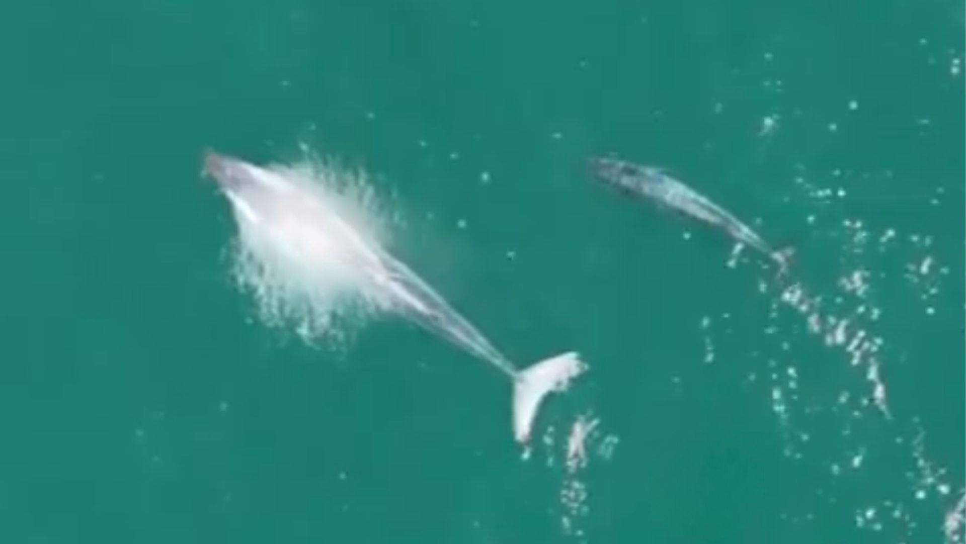 Sensacja u wybrzeży Portugalii. Nagrali dwa osobniki