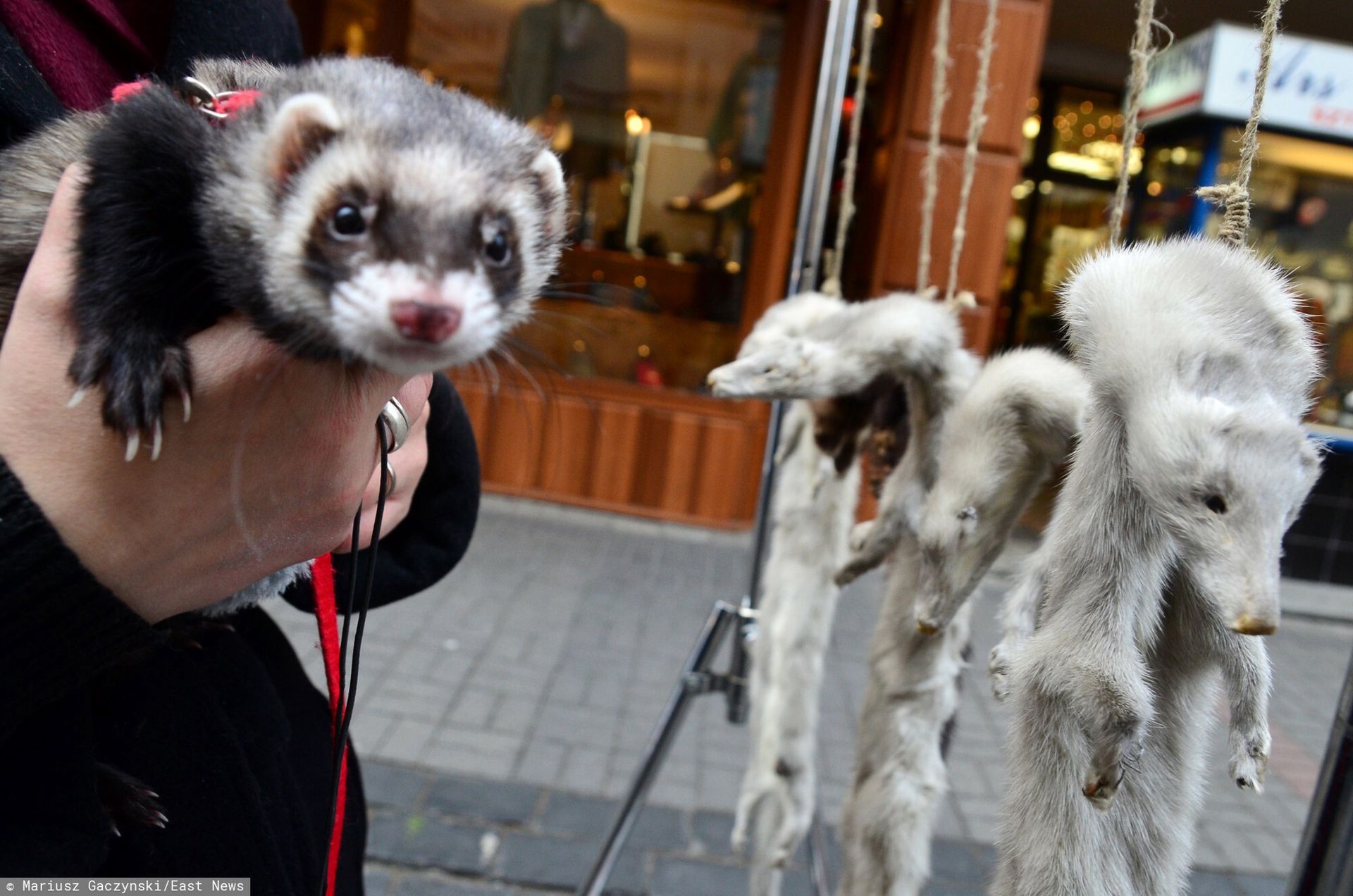 Koniec futrzarskich hodowli? Projekt wraca do komisji w Sejmie