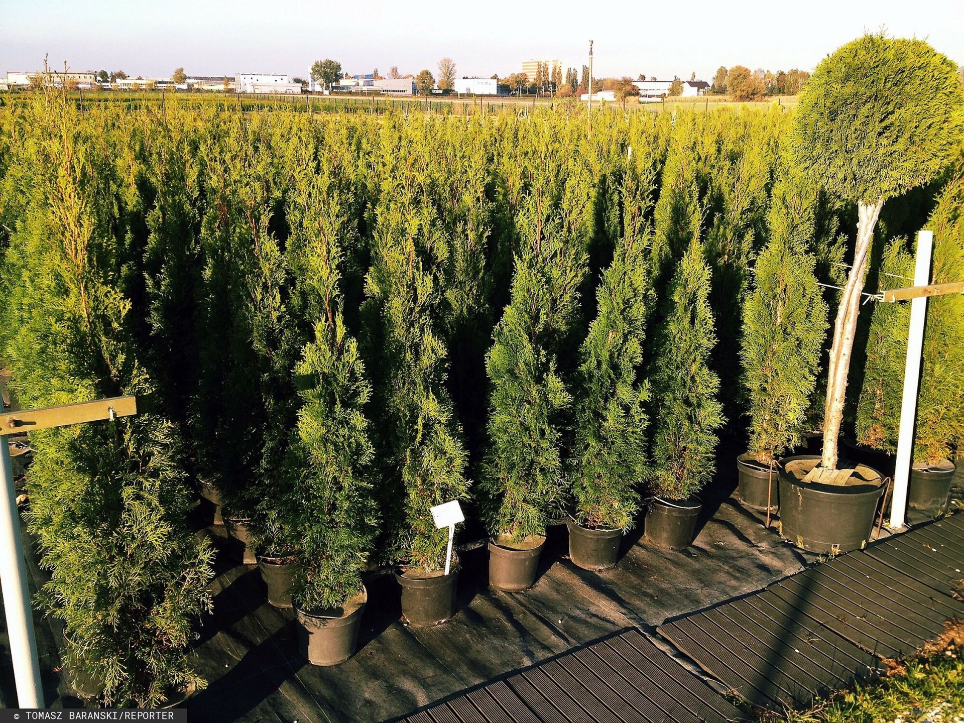 Jak prawidłowo sadzić tuje? Są konkretne przepisy