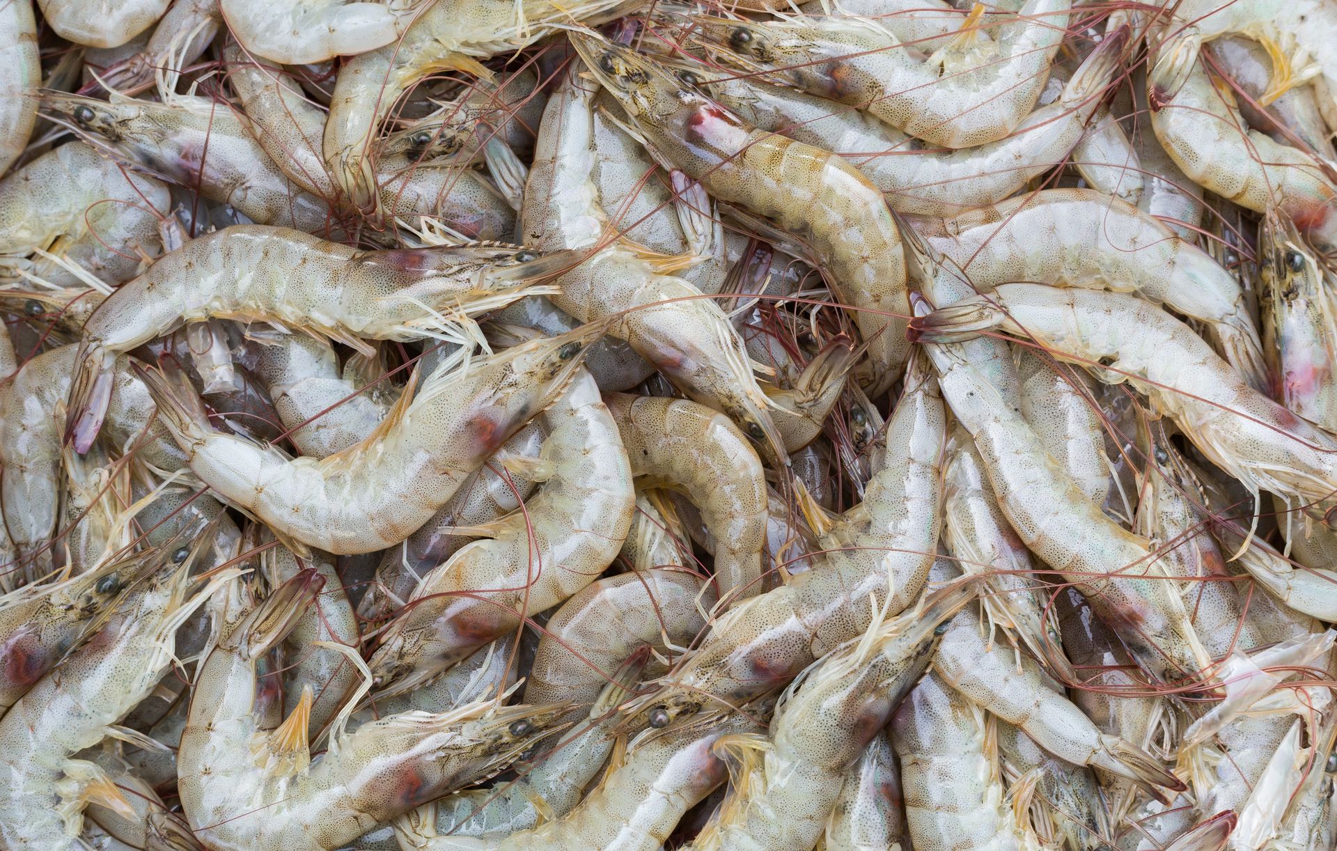 Czy krewetki mogą być niebezpieczne? Oto, na co musisz uważać, kupując je w sklepie